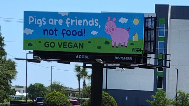 Billboard with an illustration of a pig. GText reads "Pigs are friends, not food! Go vegan"