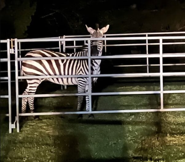 sugar the zebra who escaped a trailer in washington state