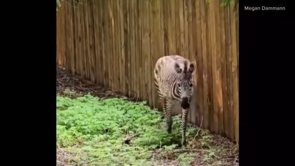 zebras escape