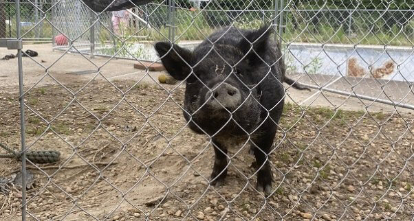 Adoptable pig Amy Swinehouse at her former home