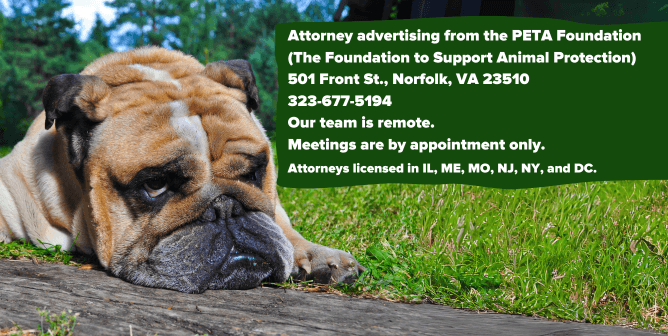 Bull dog laying on the grass with text about PETA's legal team