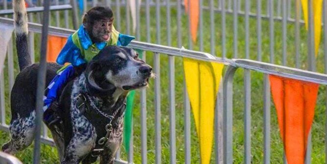 Monkey forced to ride a dog in Banana Derby