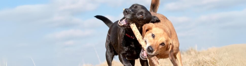 Two dogs play with stick in field