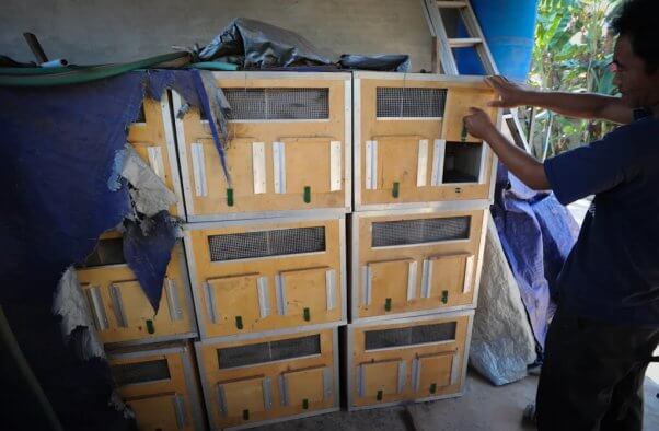 Monkeys forced into shipping crates