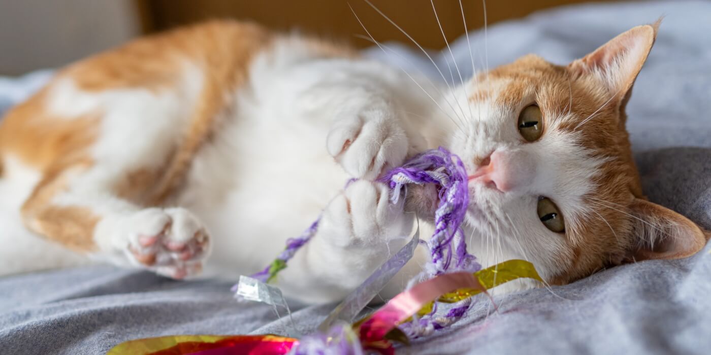 Cat lying down playing with a toy