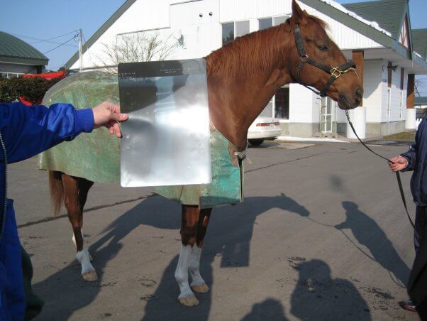 X-ray of Charismatic's injury in Belmont Stakes