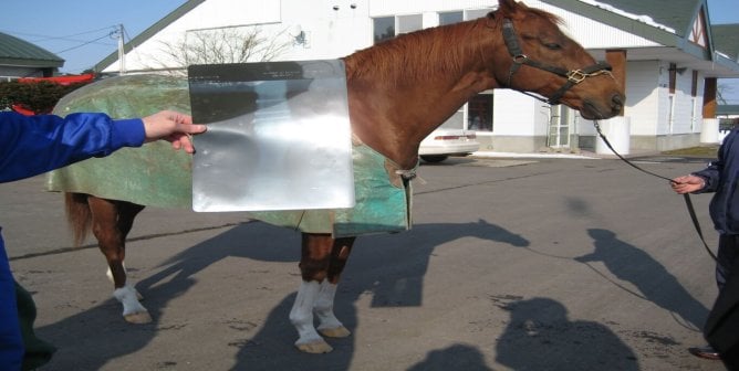X-ray of Charismatic's injury in Belmont Stakes