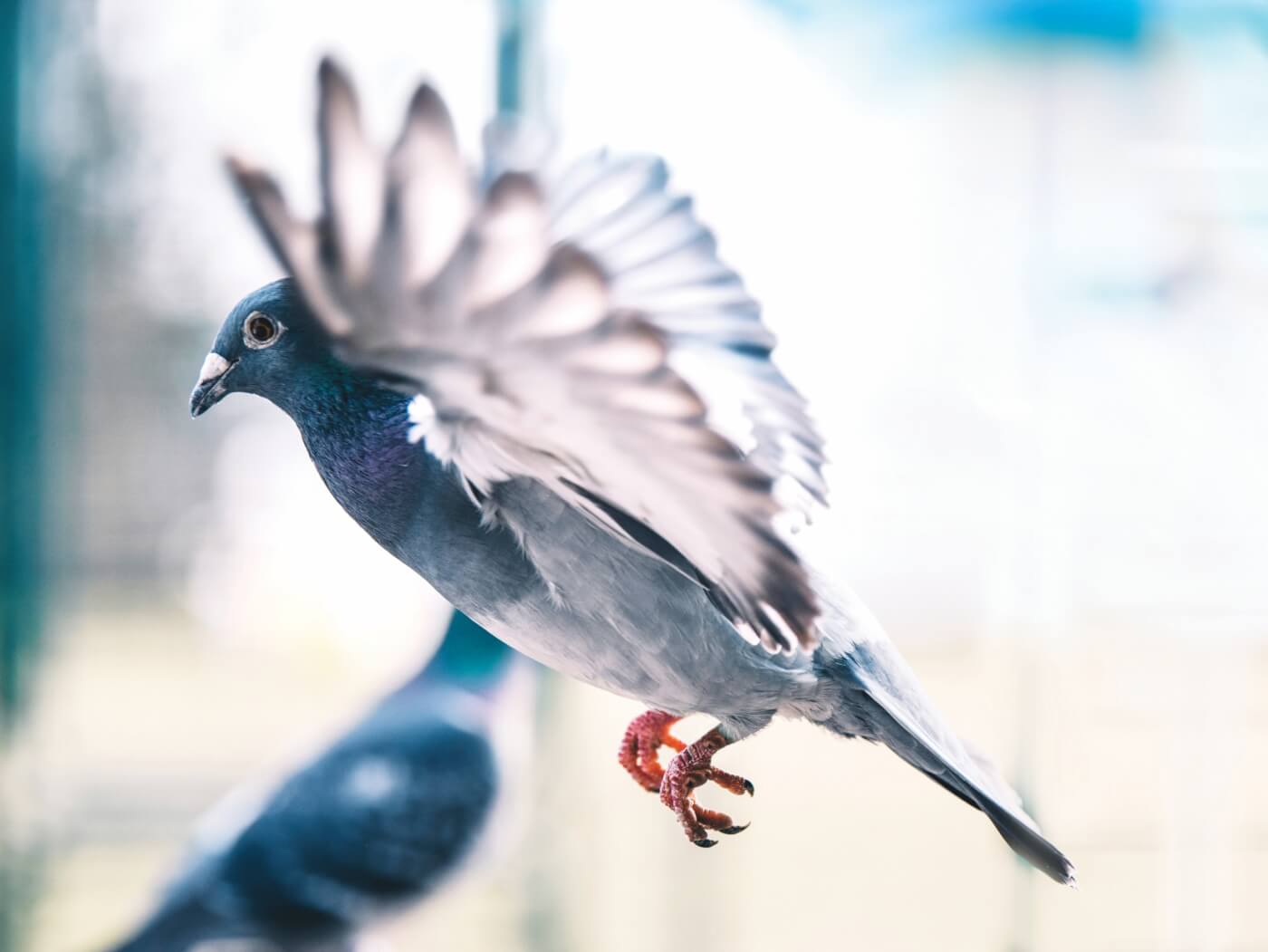 A pigeon flying