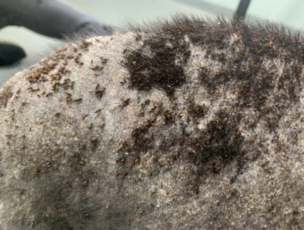 closeup of Dave the dog's flea infestation, before being rescued
