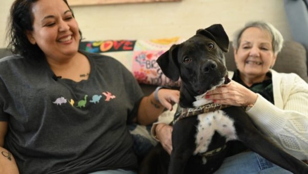 Dave the rescued dog, now named Roux, with his new family