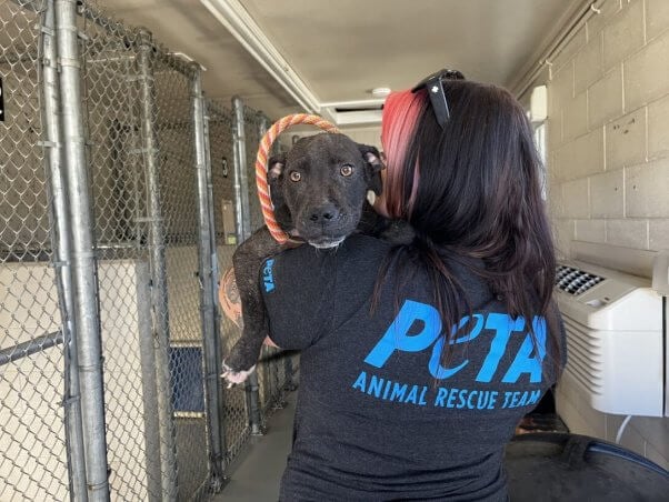 PETA Animal Rescue Team member carrying Dave the dog