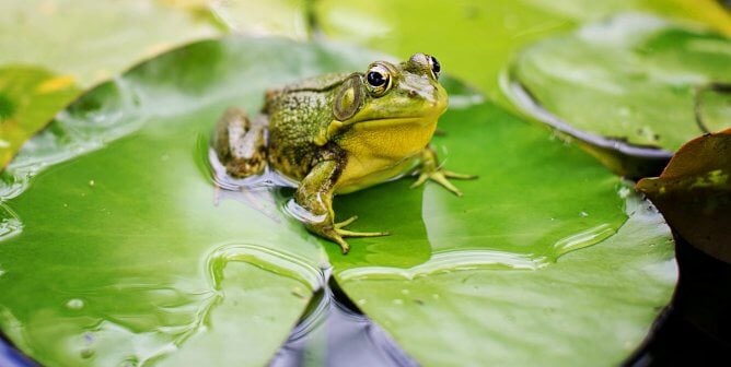 A frog sitting on top of a water lily
