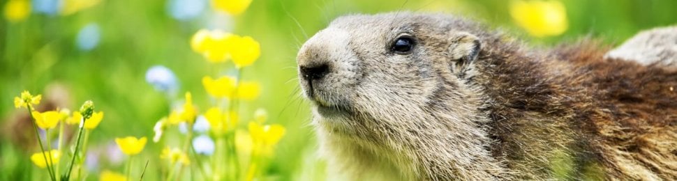 A closeup of a groundhog in a grassy field with yellow flowers