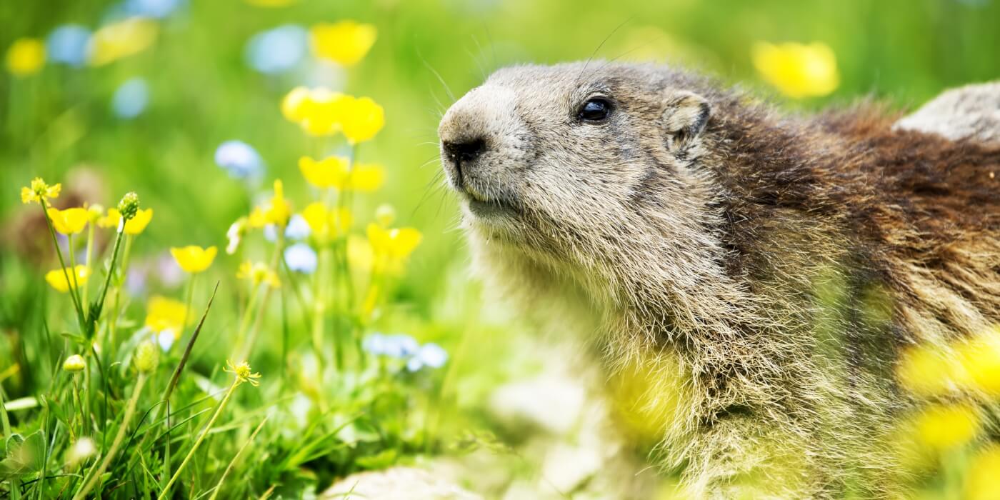 A closeup of a groundhog in a grassy field with yellow flowers