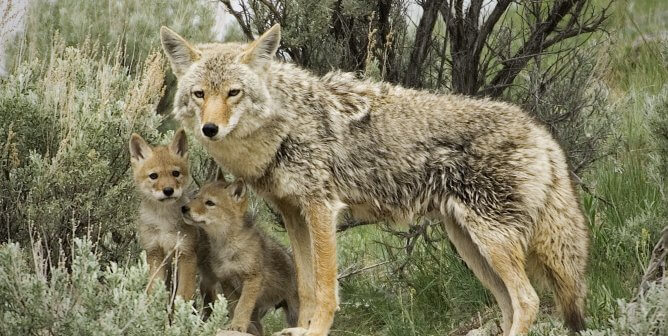 Coyote and two pups