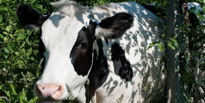 Black and white cow