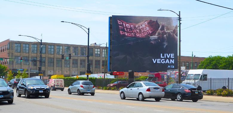 Fiery Vegan Appeal Lands in Chicago: ‘Pigs Can’t Fight for Pigs’ Rights’