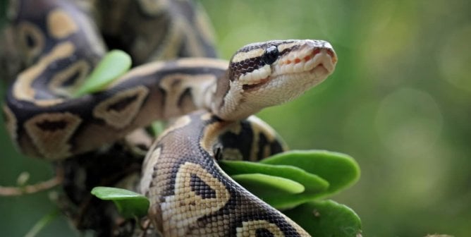 A closeup of a python snake wrapped around a leafy branch