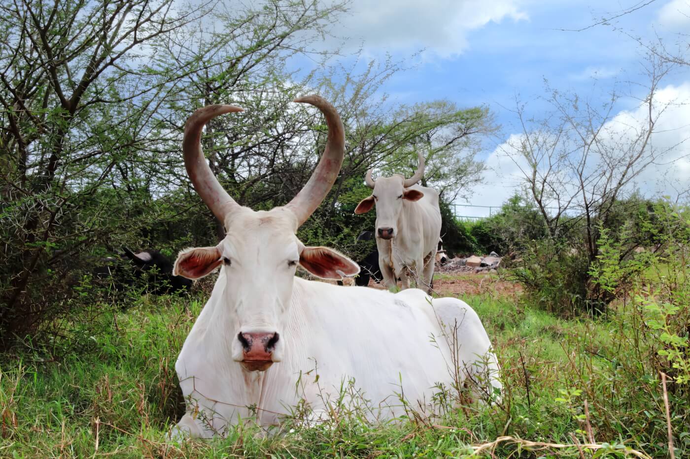 Two white bullocks in grass