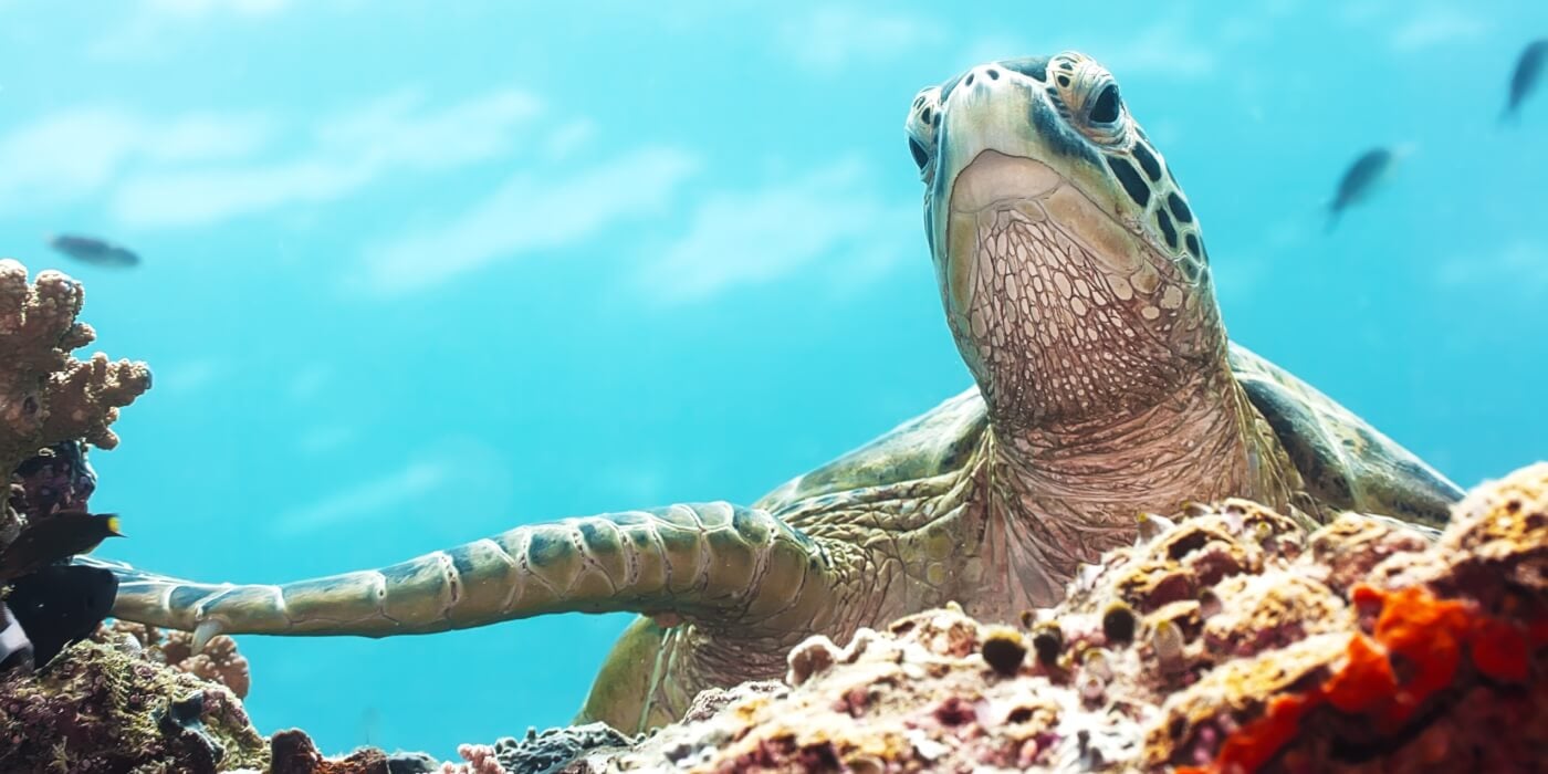 A sea turtle emerges with a bright blue background