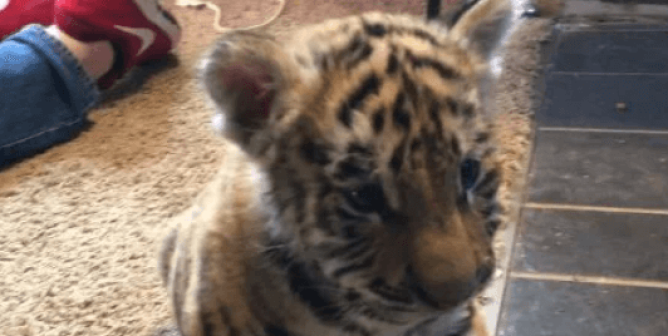 A baby tiger sitting on a carpet inside a room