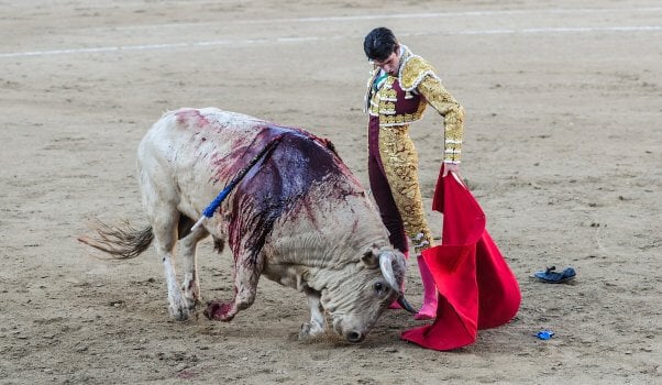 A bloodied bull is taunted by a matador during a bullfight. San Sebastian de los Reyes, Madrid, Spain, 2010.