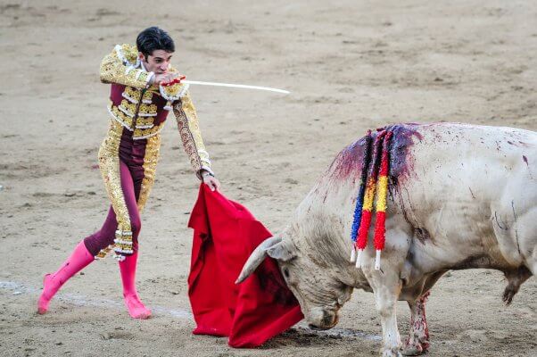 A bull used in a bullfight faces a matador lunging at him to plunge a sword into the bull's chest. San Sebastian de los Reyes, Madrid, Spain, 2010.