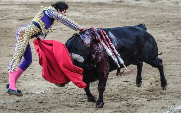 A bloodied bull is deeply stabbed by a matador's sword during a bullfight. San Sebastian de los Reyes, Madrid, Spain