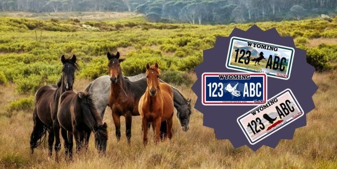 free horses on a grassy hill next to an image of wyoming license plate mockups