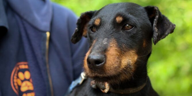 brown and black dog rescued in Ukraine