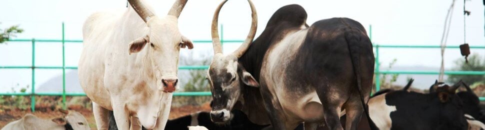 Animal Rahat sanctuary bullocks Roushya and Thomas