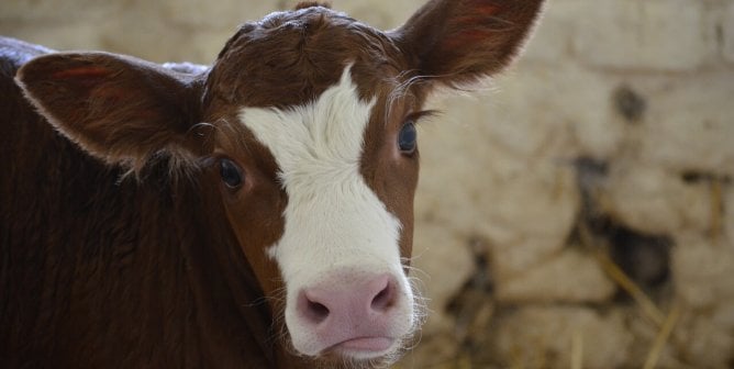 Close up of calf's face with eyelashes