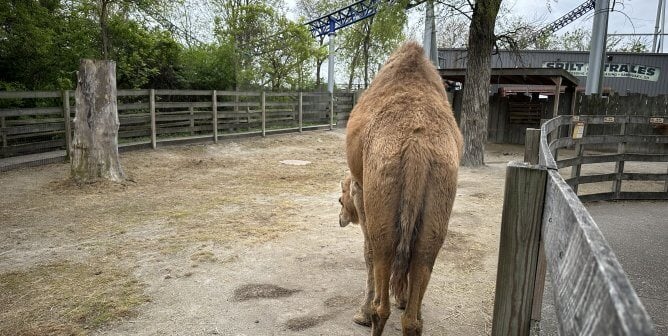 camel in enclosure with roller coaster in the background