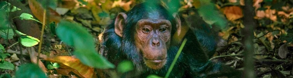 A chimpanzee among trees and leaves