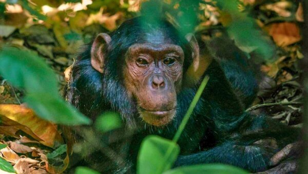 A chimpanzee among trees and leaves