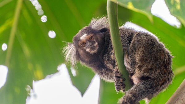 common marmoset in tree in Brazil