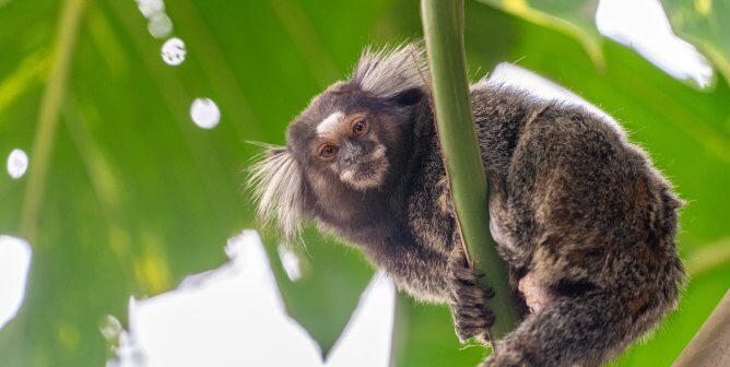 common marmoset in tree in Brazil