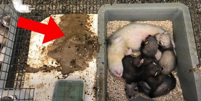 Ferrets in dirty cage at Marshall Farms facility