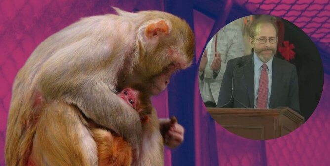 mother and baby macaque with a purple background next to Harvard president glitter-bombed