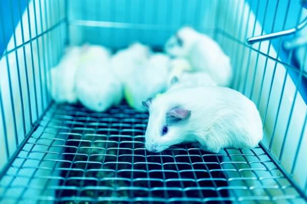 A group of white guinea pigs in a wire cage