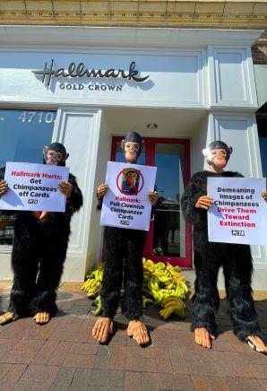 three chimpanzee mascot protesters outside hallmark before the victory