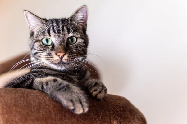 tabby cat sits in bed