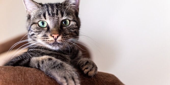 tabby cat sits in bed