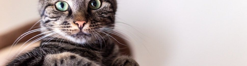 tabby cat sits in bed