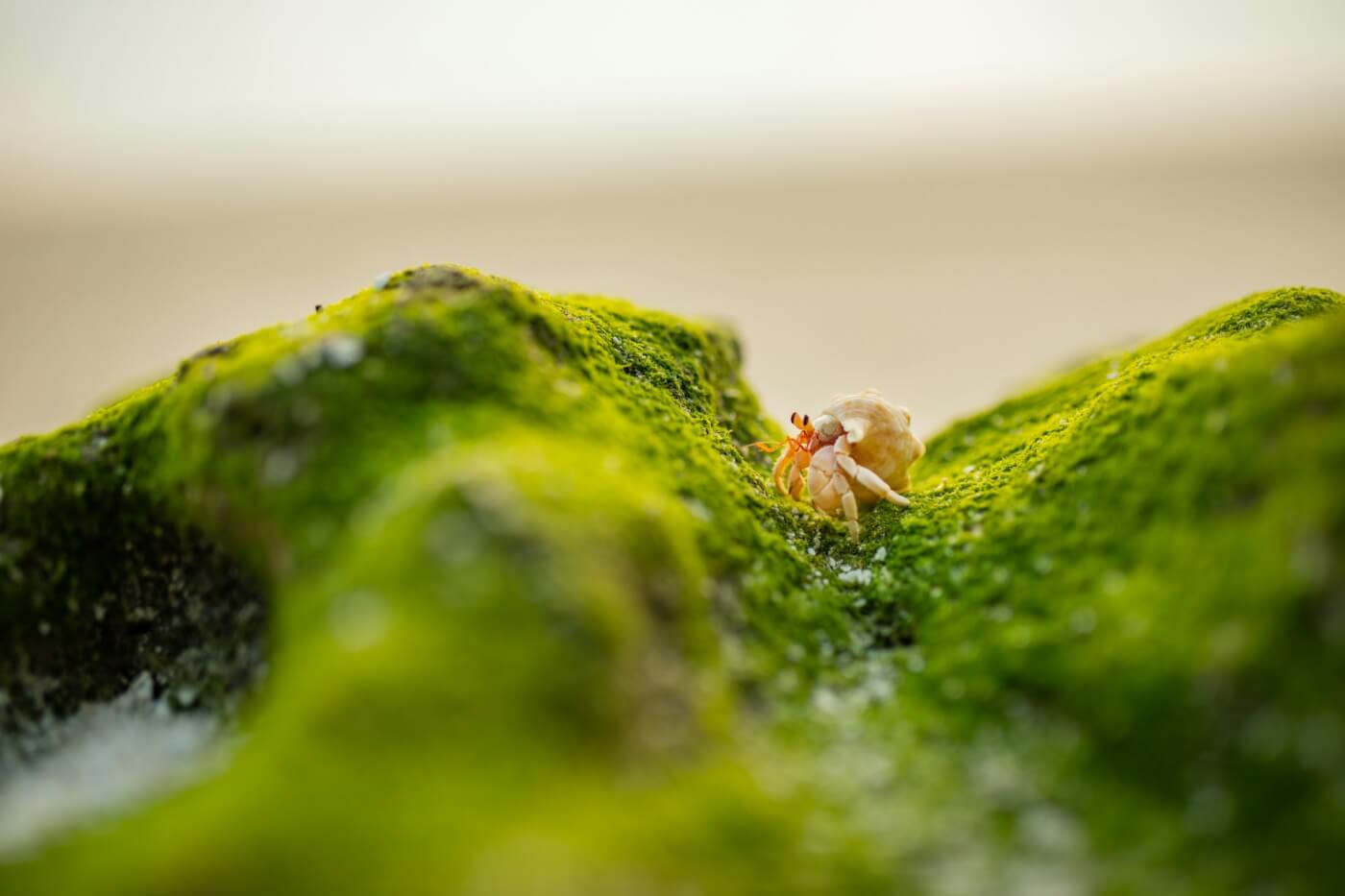 Hermit Crabs Are Suffering At These Beach Stores 