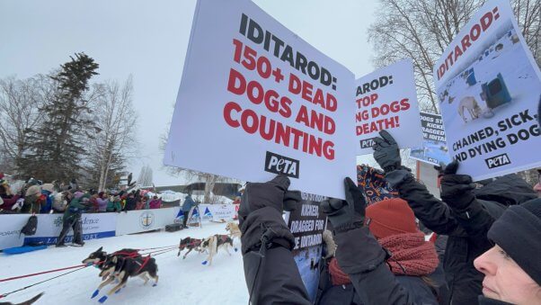 PETA supporters protest at 2024 Iditarod