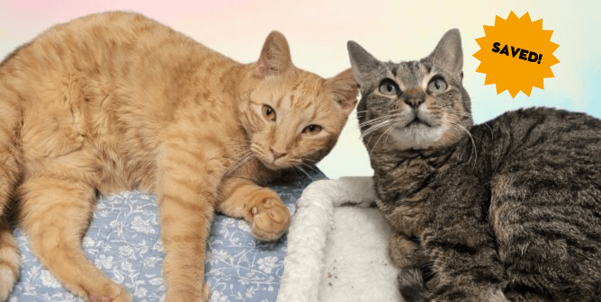 An orange cat and a tabby cat lie in their beds
