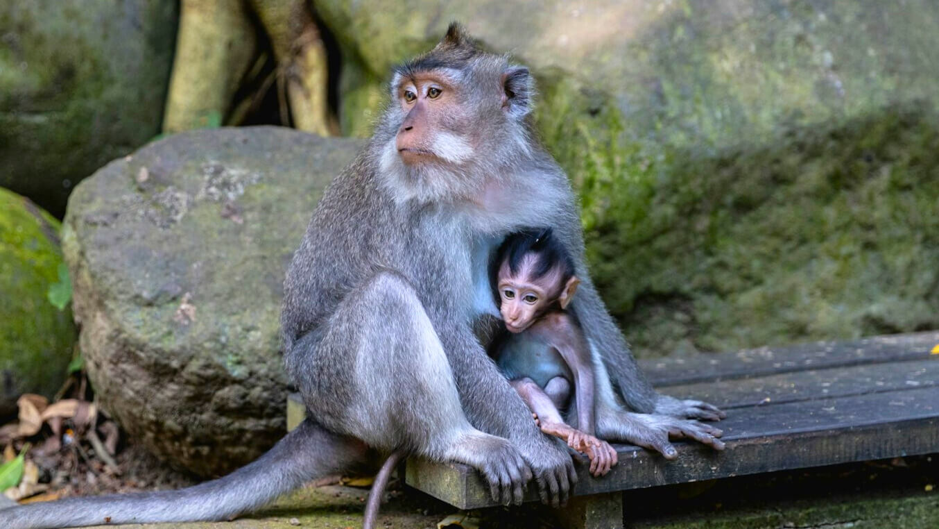Mother macaque feeding her baby