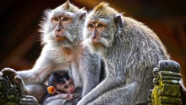 Macaque family sits on temple architecture