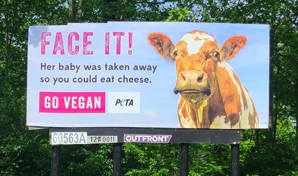 Billboard with a photo of a cow with text reading "Face it! Her baby was taken away so you could eat cheese. Go Vegan"